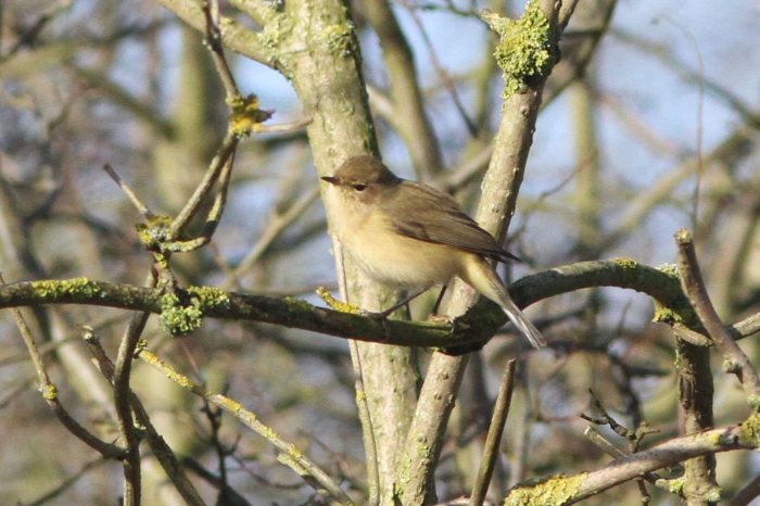 Siberian Chiffchaff, Ecton SF, 26th January 2013 (Bob Bullock). A browner-toned individual, seen only on one day.