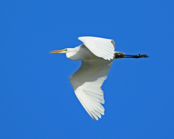 Great White Egret, Pitsford Res, 3rd Nov 2013 (Clive Bowley)