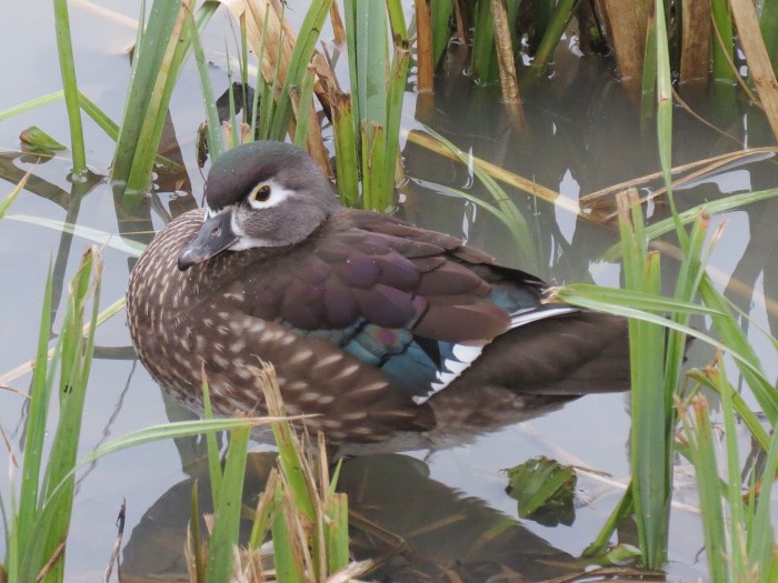 Adult female Wood Duck, Northampton, 31st January 2014 (Martin Dove)