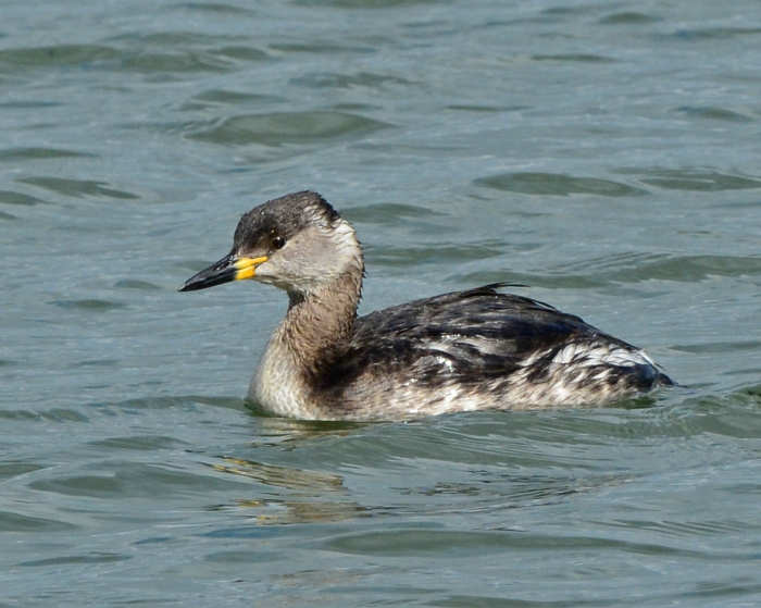 Red-necked Grebe, Pitsford Res, 21st March 2014 (Clive Bowley)