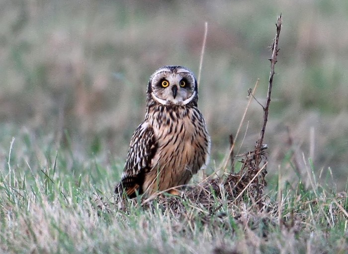 Short-eared Owl, Blueberry Farm, 3rd November 2014 (Bob Bullock)