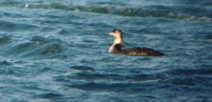 Great Northern Diver, Pitsford Res, 14th December 2014 (Mike Alibone)