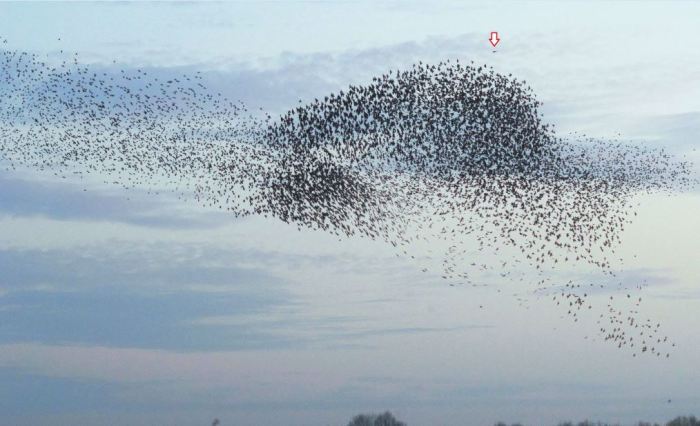 Starling Murmuration with Sparrowhawk (top right) Thrapston GP 29th November 2014 (Stuart Mundy)