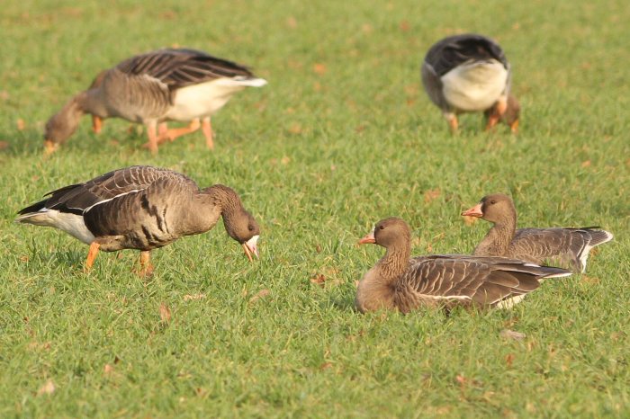 Two adult and one first-winter White-fronted Geese, Sywell CP, 16th December 2014 (Bob Bullock)