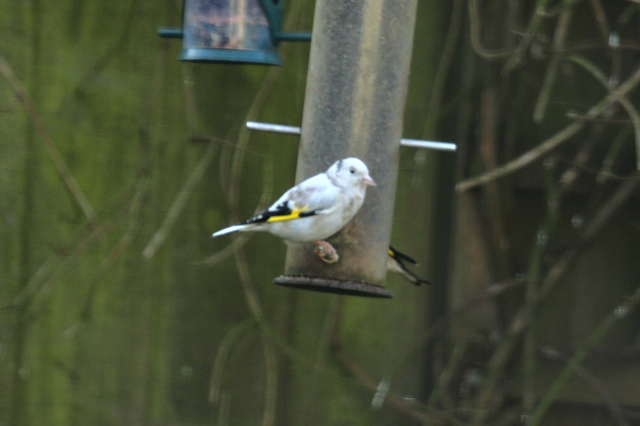 Leucistic Goldfinch, Easton on the Hill, 2nd February 2014 (Jeff Davies)