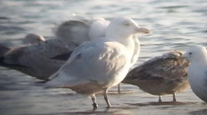 Adult Glaucous Gull, Stanwick GP, 27th March 2015 (Steve Fisher)