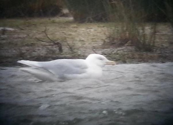 Adult Glaucous Gull, Stanwick GP, 31st March 2015 (Steve Fisher)