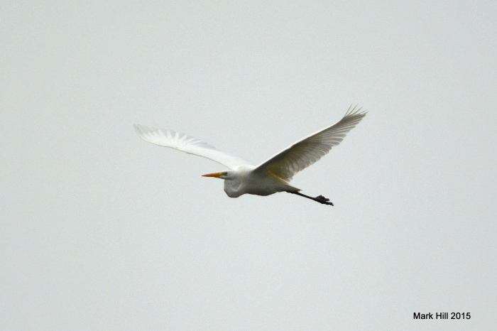 Great White Egret, Summer Leys LNR, 28th November 2015 (Mark Hill)