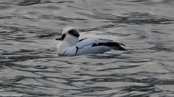 Smew, Pitsford Res, 21st January 2016 (Martin Swannell)