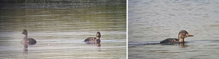 Female and eclipse drake Common Scoters, Stanwick GP, 14th July 2016 (Steve Fisher)