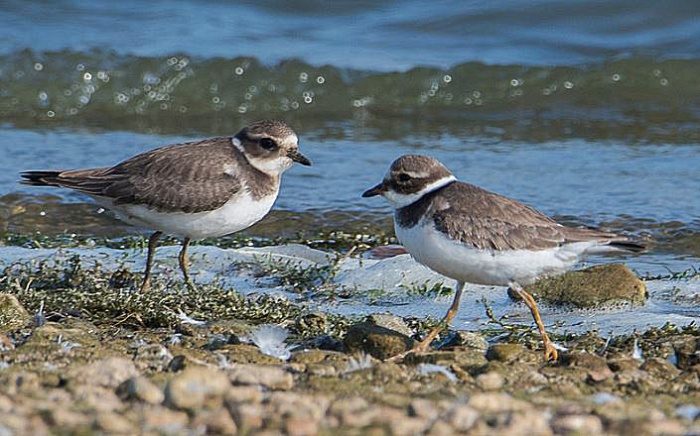 Ringed Plovers, Pitsford Res, 14th September 2016 (John Nicholls)