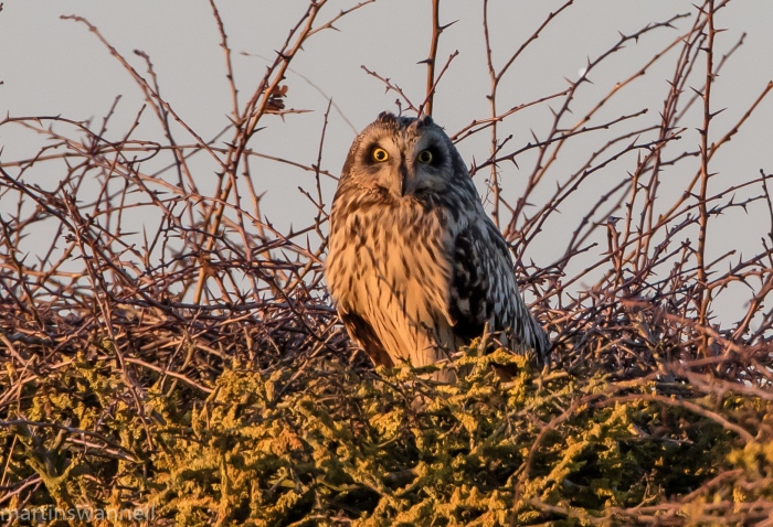 Short-eared Owl, Neville's Lodge, Finedon, 29th December 2016 (Martin Swannell)