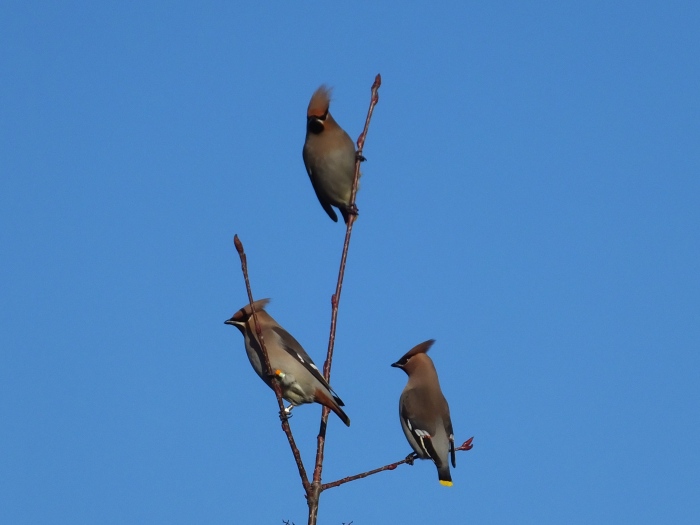 Waxwings, Roade, 2nd January 2017 (Doug Goddard). Note the colour-ringed individual on the left (see text).